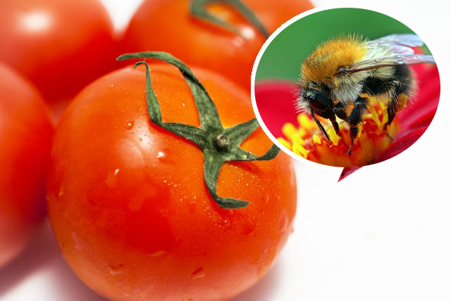 トマトを食べるときに考えてみて！モフモフのハチをめぐる問題について
