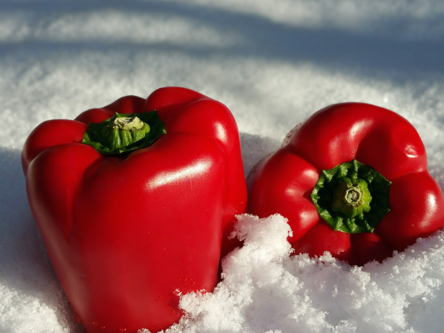 野菜は冷蔵庫より「雪の中」で保存する方がおいしくなる！？