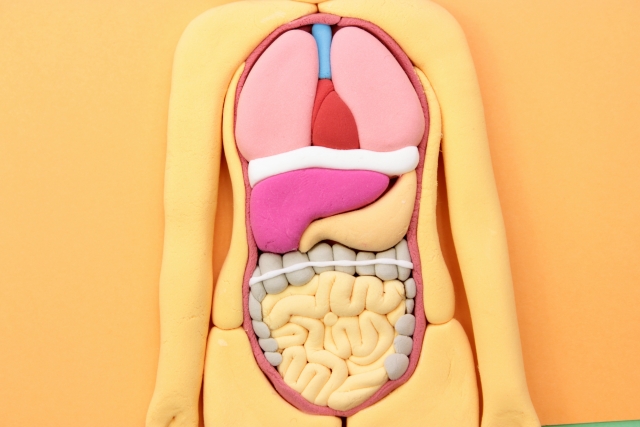 胃腸に味覚の受容体が存在する理由を真面目に考察する